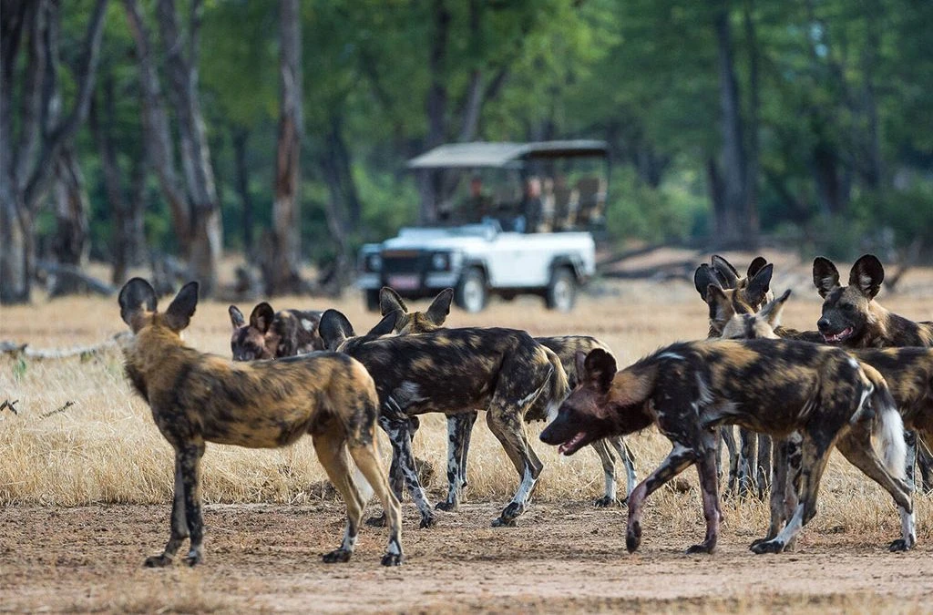 The Southern Sanctuary: Private Fly-in Nyerere National Park & Ruaha Safari